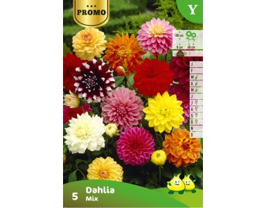 Bloembol Zakje Dahlia Mix 4st - foto 1