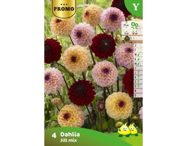 Bloembol Zakje Dahlia Jill Mix 4 st - foto 1