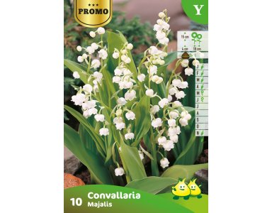 Bloembol Meiklokje Convallaria 10st - foto 1